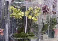 Flower packaging display for online sales and distribution 